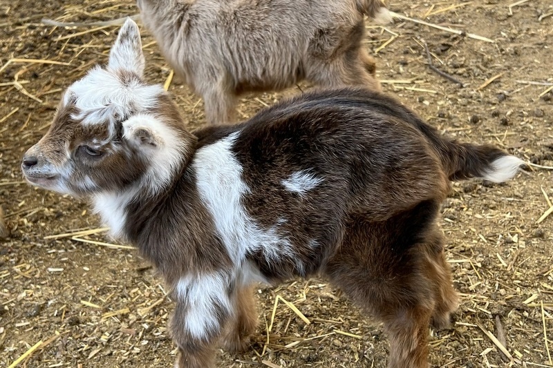 Welcome to the world, goat kids